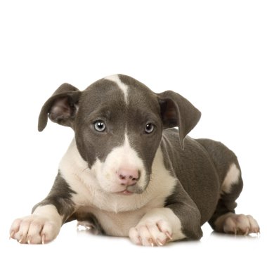 Amerikan Staffordshire Terrier köpeği.