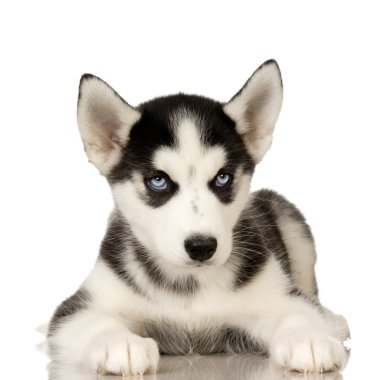 Siberian Husky puppy clipart