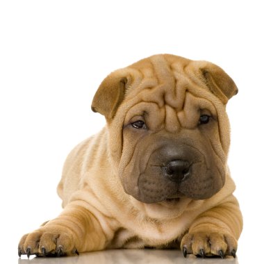 Sharpei.