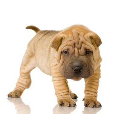 Sharpei