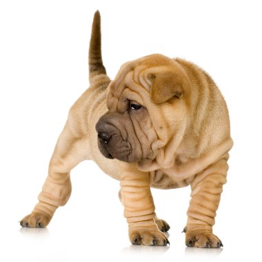 Sharpei