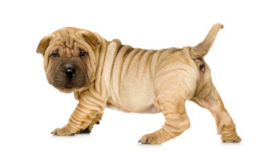 Sharpei.