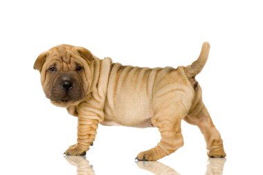 Sharpei.