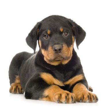 Rottweiler