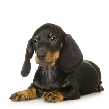 Dachshund