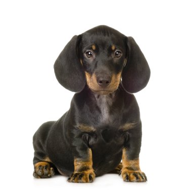 Dachshund