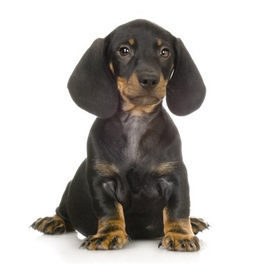 Dachshund