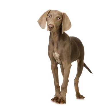 köpek yavrusu weimaraner