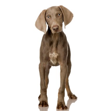 köpek yavrusu weimaraner