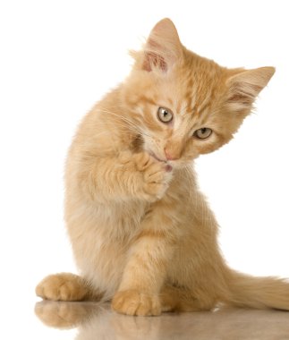 Ginger Cat kitten clipart