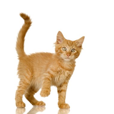 Ginger Cat kitten clipart