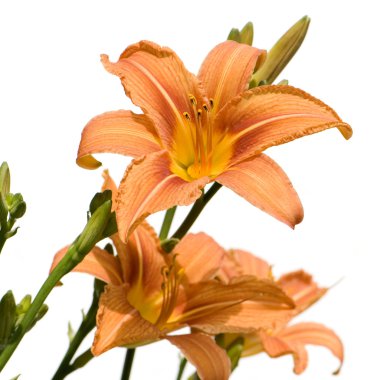 Tiger Lily clipart