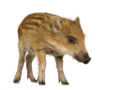 Young wild boar ( 7 weeks )