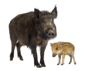 Wild boar and her young wild boar clipart