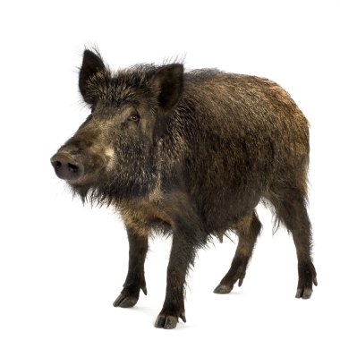 Wild boar clipart