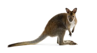 Wallaby clipart
