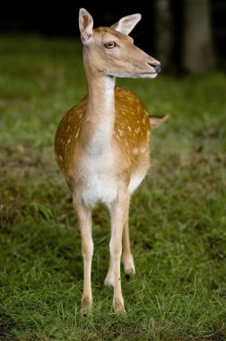 Deer clipart