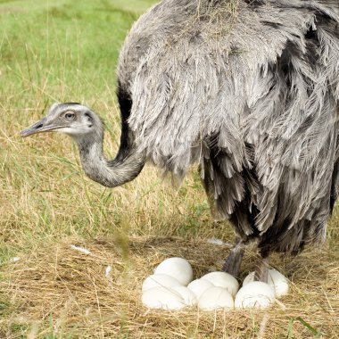 Ostrich Chick in front of a white background clipart