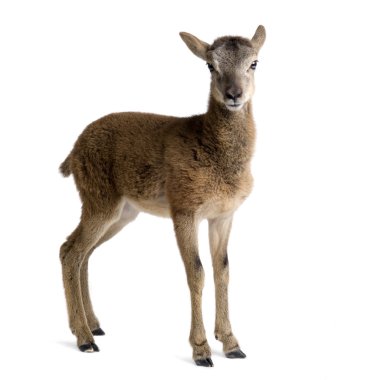 Mountain sheep of the alps clipart