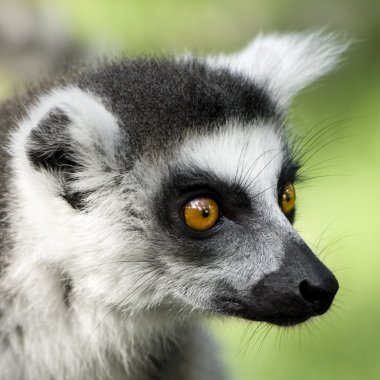 Lemur