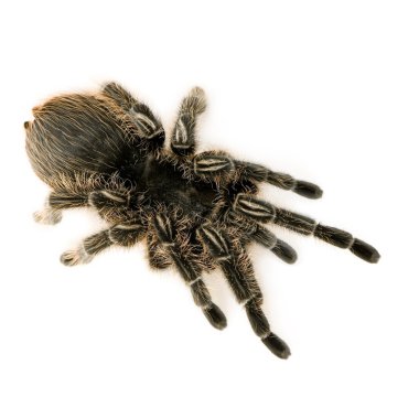 Zebra tarantula veya aphonopelma seemanni