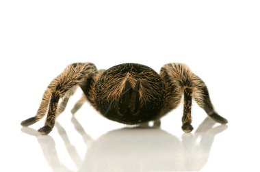 Zebra tarantula veya aphonopelma seemanni