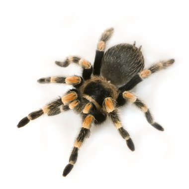 Brachypelma smithi