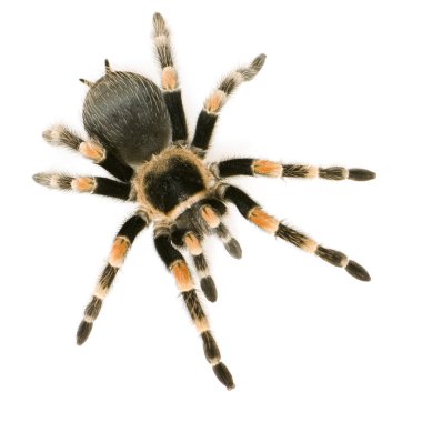 Brachypelma smithi