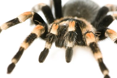 Brachypelma smithi