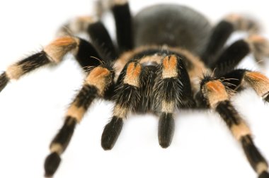 Brachypelma smithi