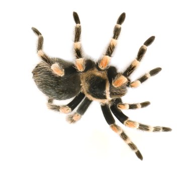 Brachypelma smithi