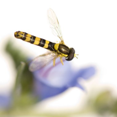 Hoverflies clipart