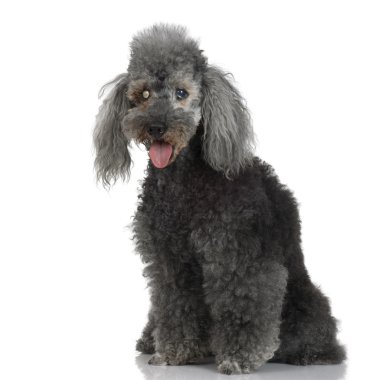 Blind Very old poodle (15 years) clipart