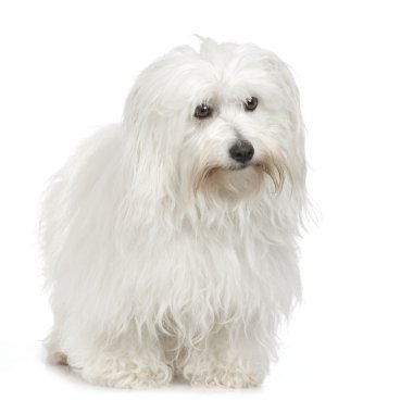 Coton de Tulear (5 yıl)