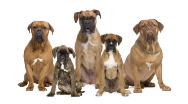 Portrait of boxer dogs sitting in front of white background, stu clipart