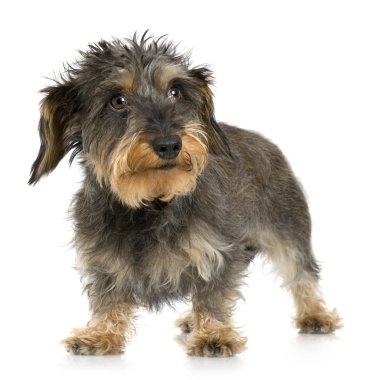 Coarse haired Dachshund (3 years) clipart