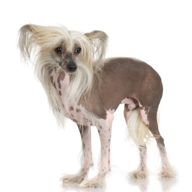 Chinese Crested Dog - Hairless clipart