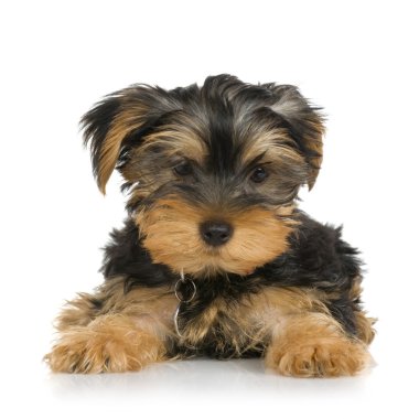 Köpek yavrusu Yorkshire Terrier (2 ay)