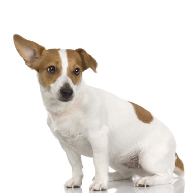 Jack Russel (3 yıl)