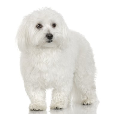 Maltese dog (16 months) clipart