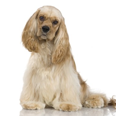 American Cocker Spaniel (1 year) clipart