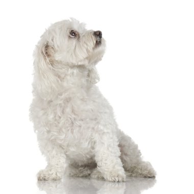 Maltese dog (9 years) clipart