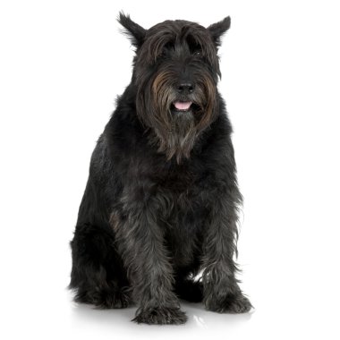 Old Giant Schnauzer (7years) clipart