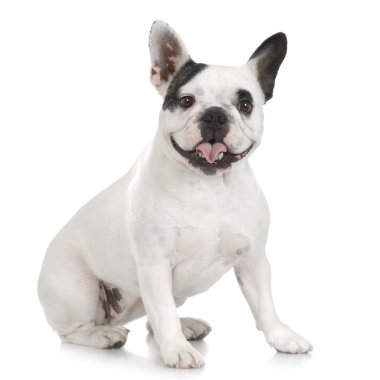 French Bulldog (1 year and 4 months) clipart