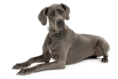 Grey Great Dane clipart