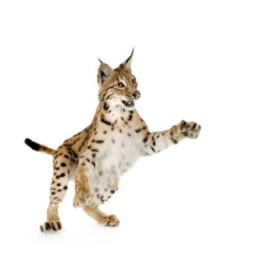 Lynx (2 years) clipart