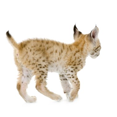 Lynx yavrusu (2 ay)