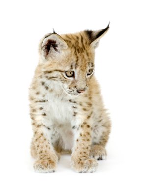 Lynx cub (2 mounths) clipart