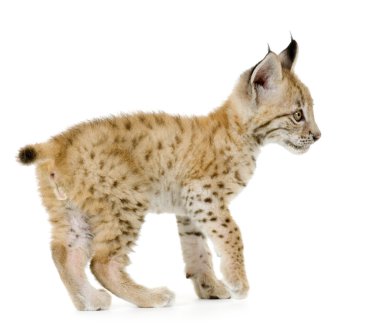 Lynx yavrusu (2 ay)