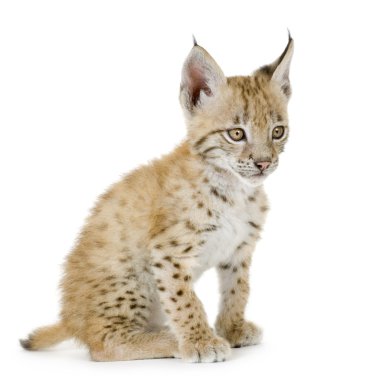 Lynx yavrusu (2 ay)